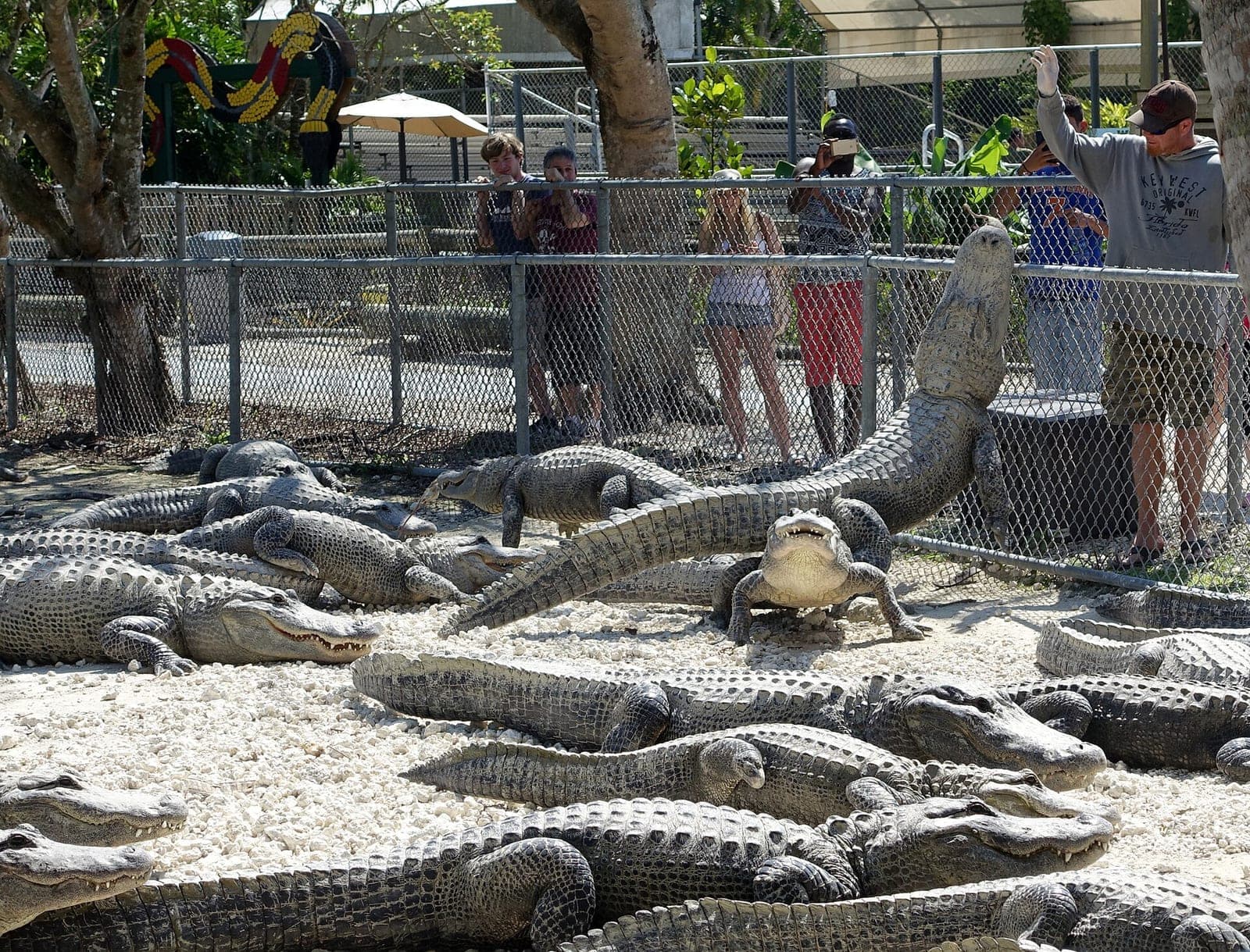 Everglades Alligator Farm, photo 1