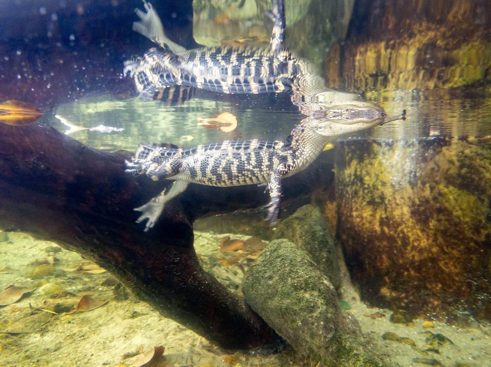 Key West Aquarium