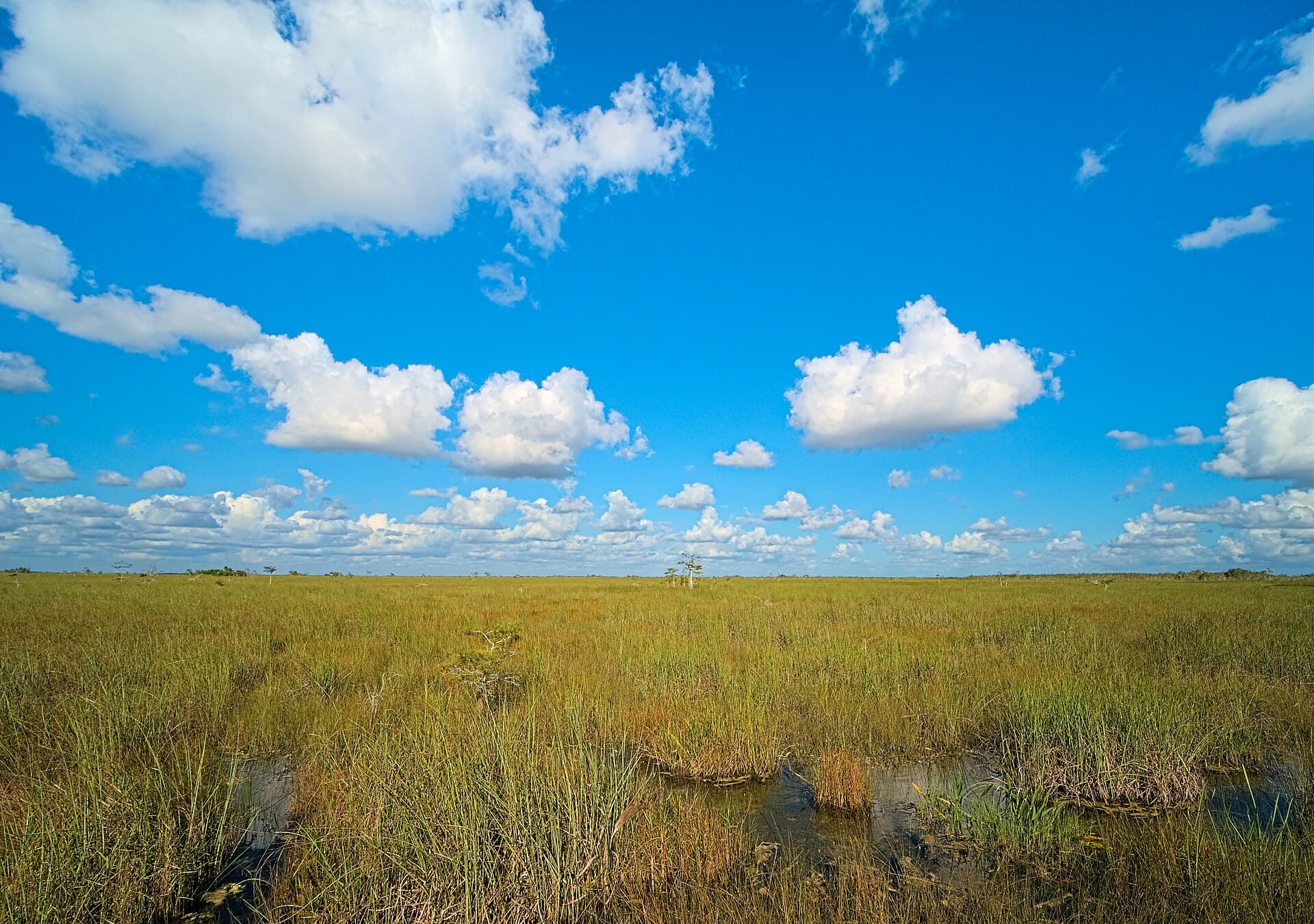 Wild Florida Airboat Rides & Gator Park, photo 1