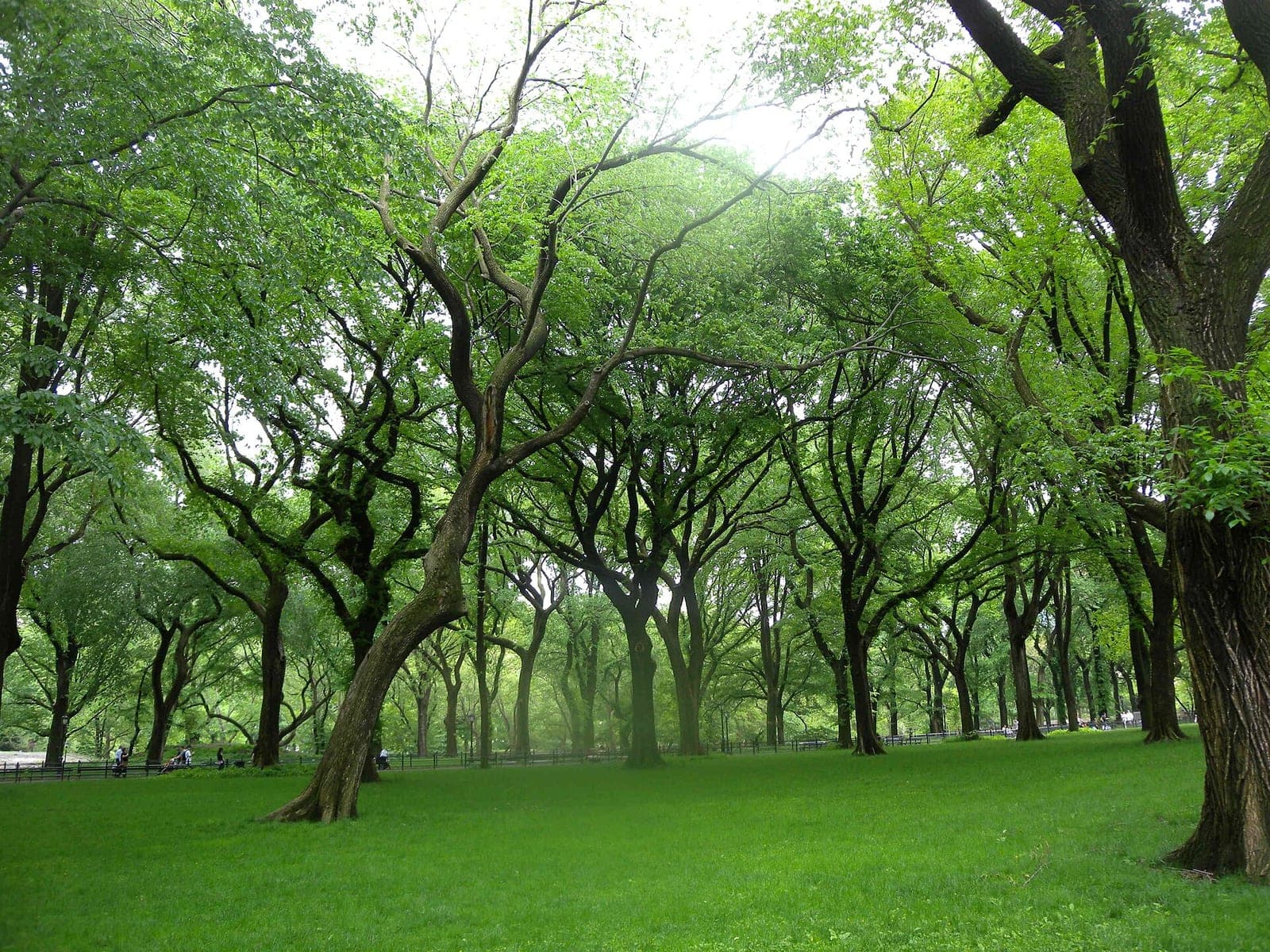 1 Hotel Central Park