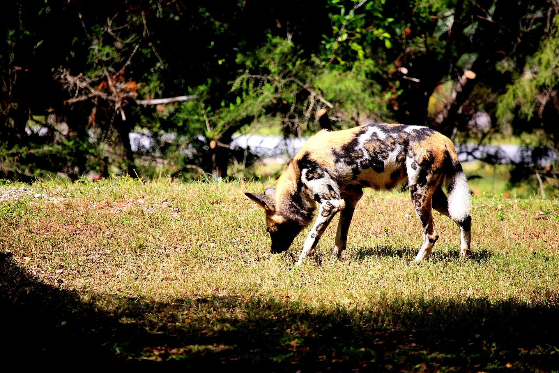 Zoo Miami, photo 1